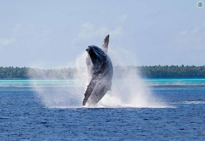 Величественные киты 25