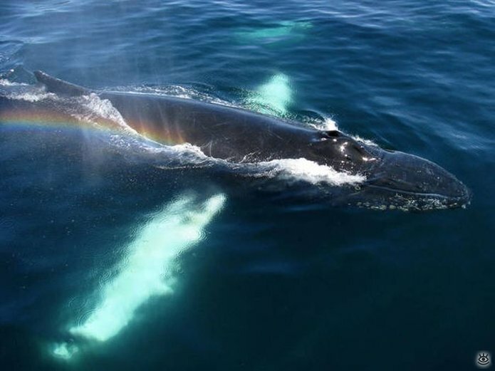 Величественные киты 32