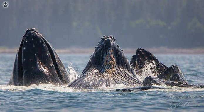 Величественные киты 39