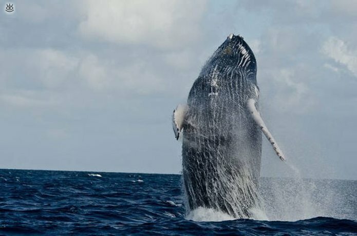 Величественные киты 43
