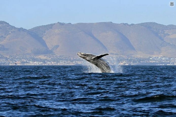 Величественные киты 44