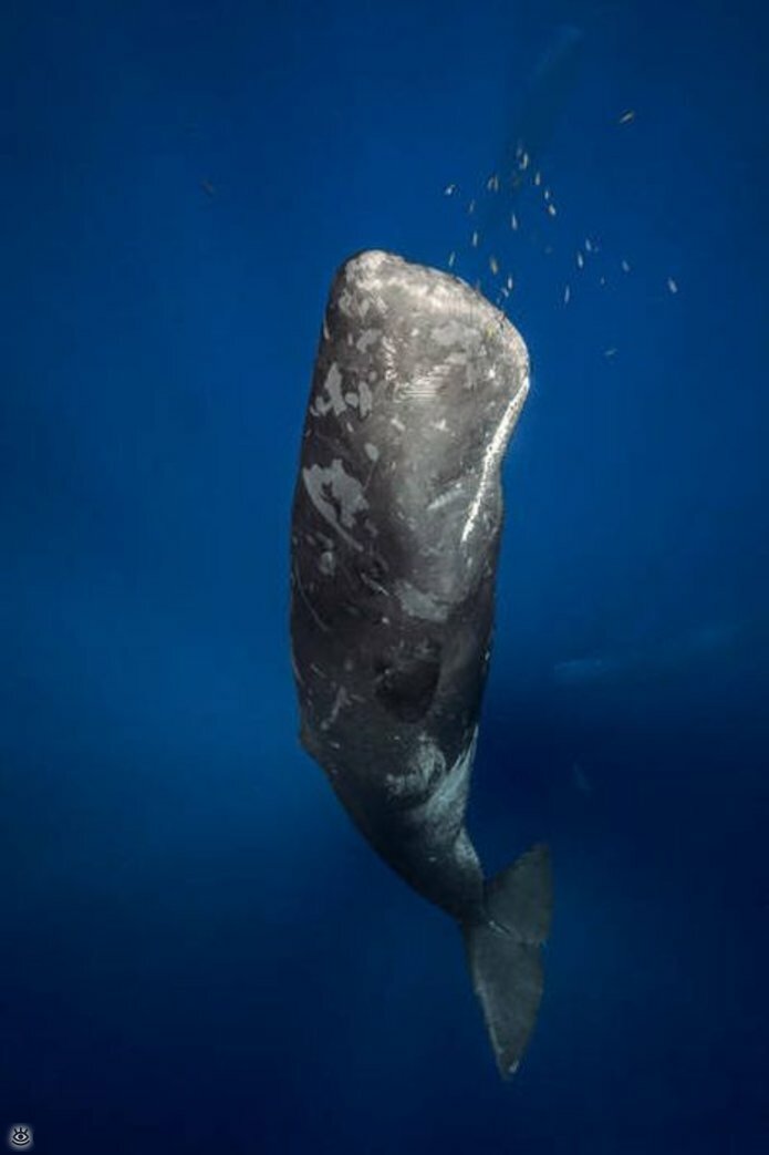 Величественные киты 46