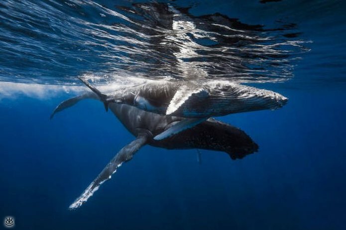 Величественные киты 48