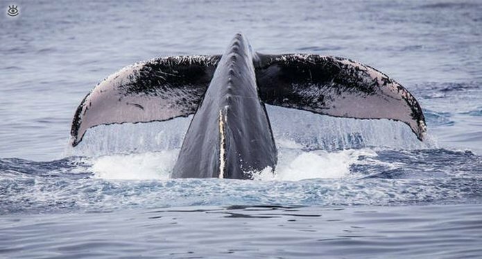 Величественные киты 49