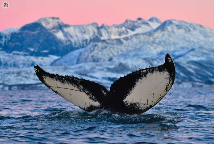 Величественные киты 50