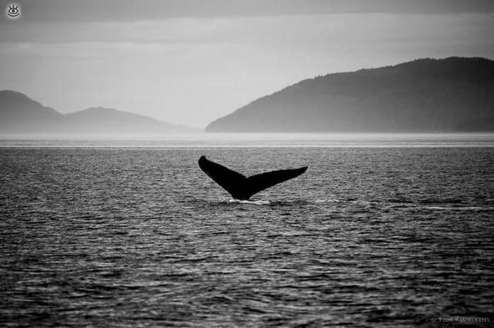 Величественные киты 52