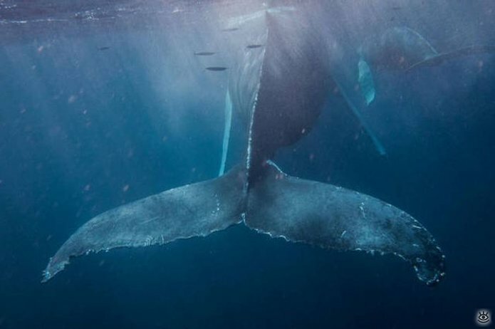Величественные киты 53