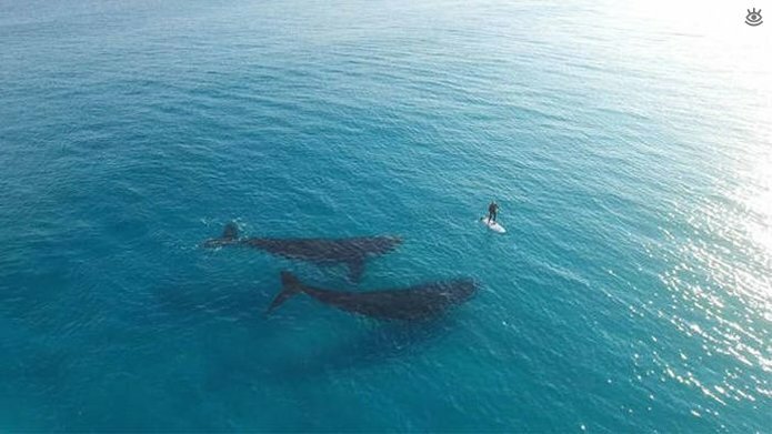 Величественные киты 54