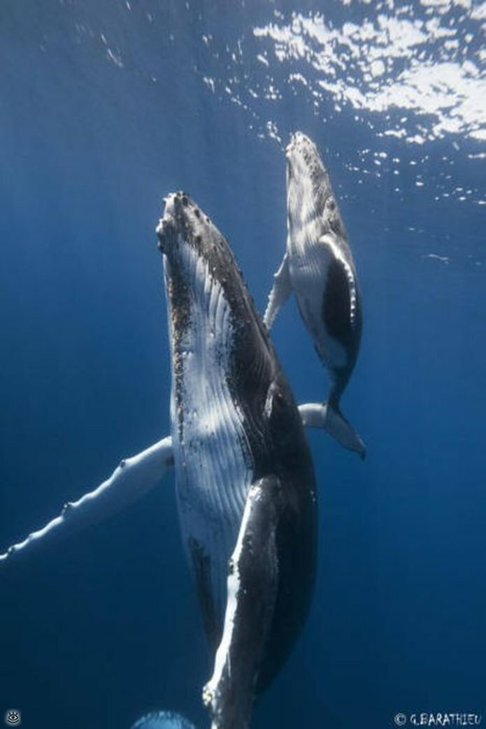 Величественные киты 55