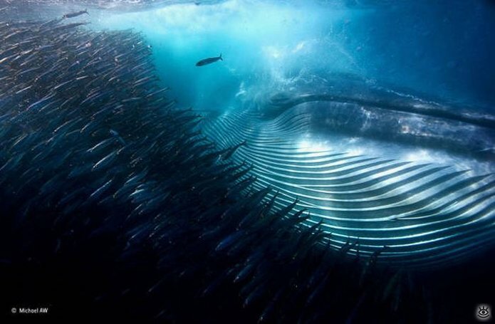 Величественные киты 60