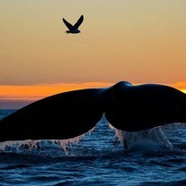 Величественные киты