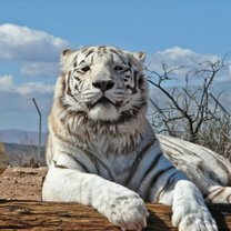 Величественные и красивые белые тигры