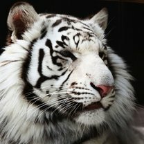 Фото приколы Величественные и красивые белые тигры (24 фото)