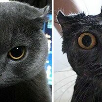 Фото приколы Коты до и после купания (19 фото)