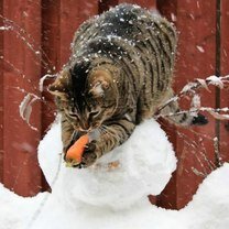 Фото приколы Коты-воришки и коты-проказники (17 фото)