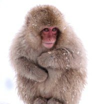 Фото приколы Смешные обезьянки (40 фото)