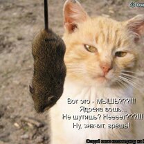 Фото приколы Весёлая котоматрица (30 фото)