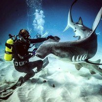 Фото с акулами