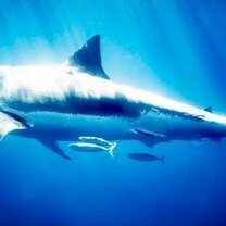 Фото приколы Фото с акулами (15 фото)