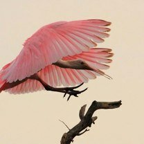 Фото приколы Красивые фото птиц (35 фото)