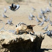 Фото приколы Шакал охотится на голубей