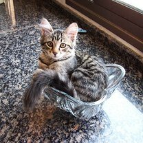 Фото приколы Коты, затекающие куда угодно (23 фото)