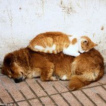Собака - подушка для кошки