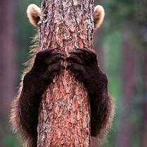 Фото приколы Суровые и красивые медведи (15 фото)