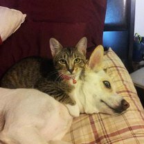 Как общаются кошки и собаки фото
