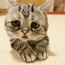 Фото приколы Самые грустные кошачьи глаза (15 фото)
