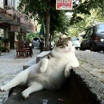 Фото приколы Странно сидящие коты (17 фото)