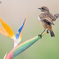 Фото приколы В мире птиц (47 фото)