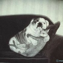 Фото приколы Кошки и собаки дружат! (20 фото)