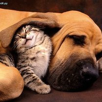 Фото приколы Кошки и собаки дружат! (20 фото)