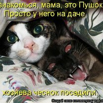 Фото приколы Смешные кошки в котоматрице (35 фото)