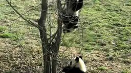 Смотреть Падающая панда