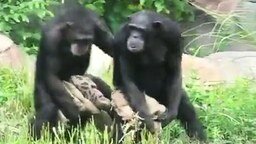 Синхронные шимпанзе - смотреть видео (0:33)
