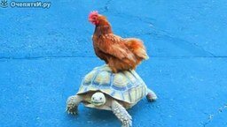 Смотреть Курица и черепаха