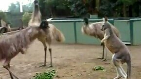 Игра кенгуру и страуса