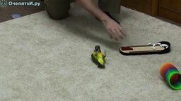 Смотреть 20 трюков от попугая за 2 минуты