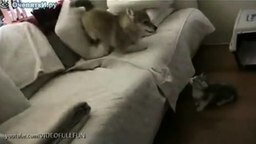 Смотреть Пёс заигрывает с котёнком