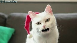 Смотреть Рождественская песенка от кота