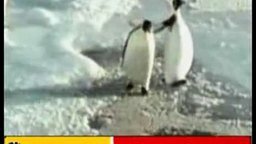 Пингвин-предатель