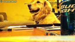 Пёс - фанат гитары