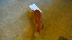 Кошка атакует открытку