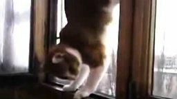 Смотреть Кот акробат за окном