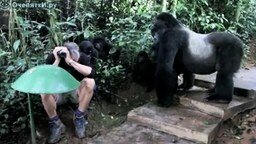 Смотреть Знакомится с гориллами