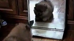 Смотреть Лающий щенок и зеркало