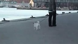 Смотреть Так выгуливают собак в Дании