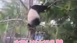 Смотреть Панда кунфу